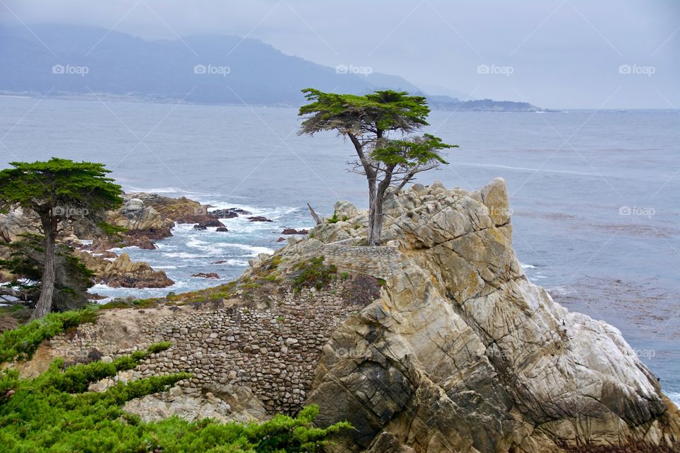 Lone cypress tree in California