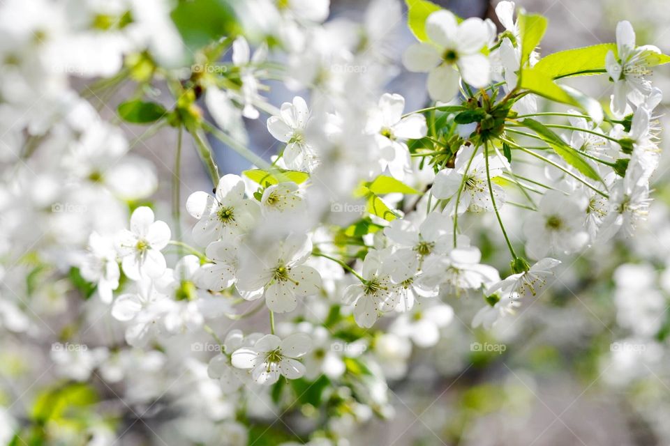 White flowers