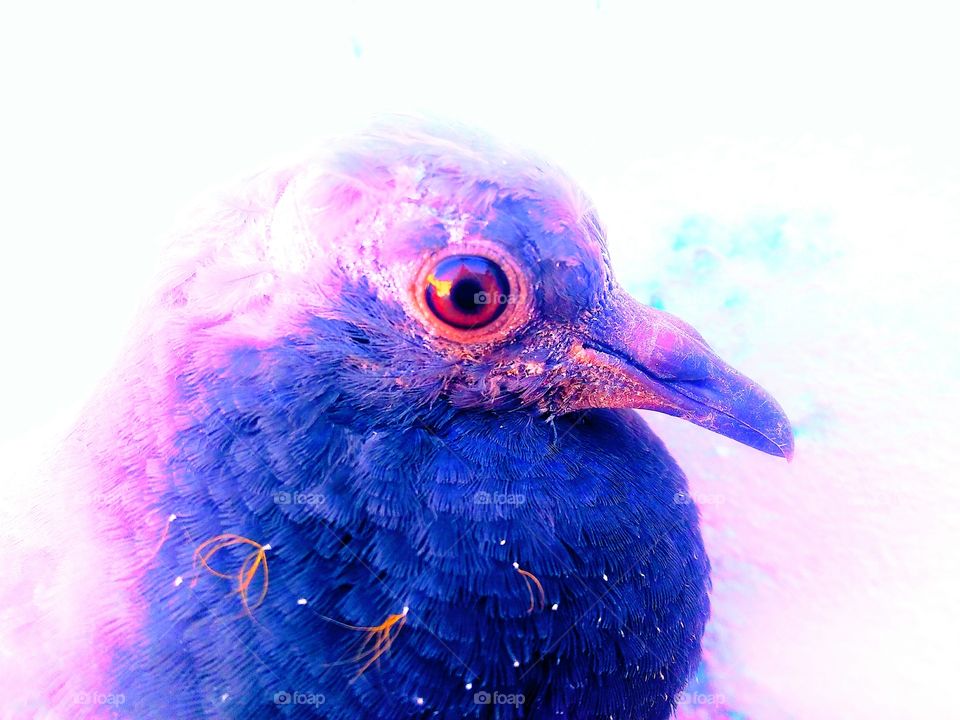 A injured pigeon