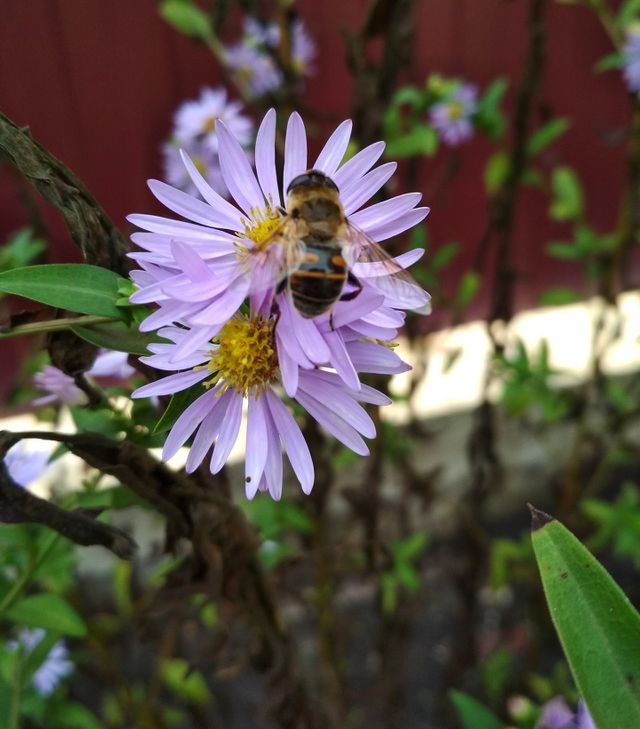 Working bee on purple flowers