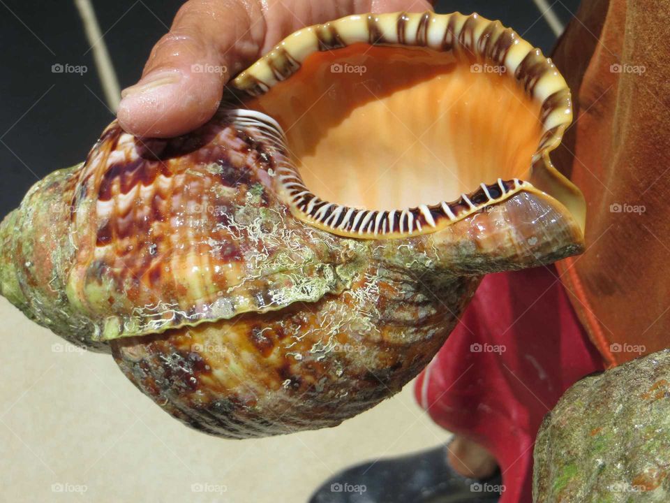 conch shell