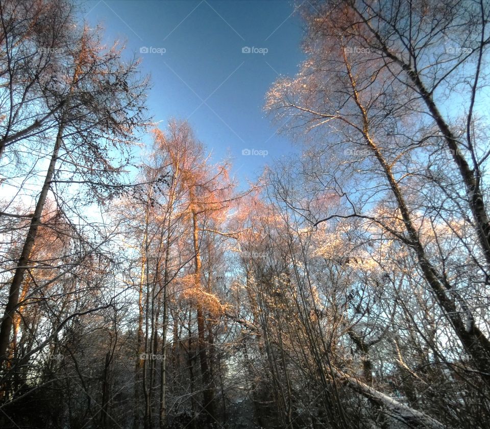 Winter forest with blue sky and fallen tree