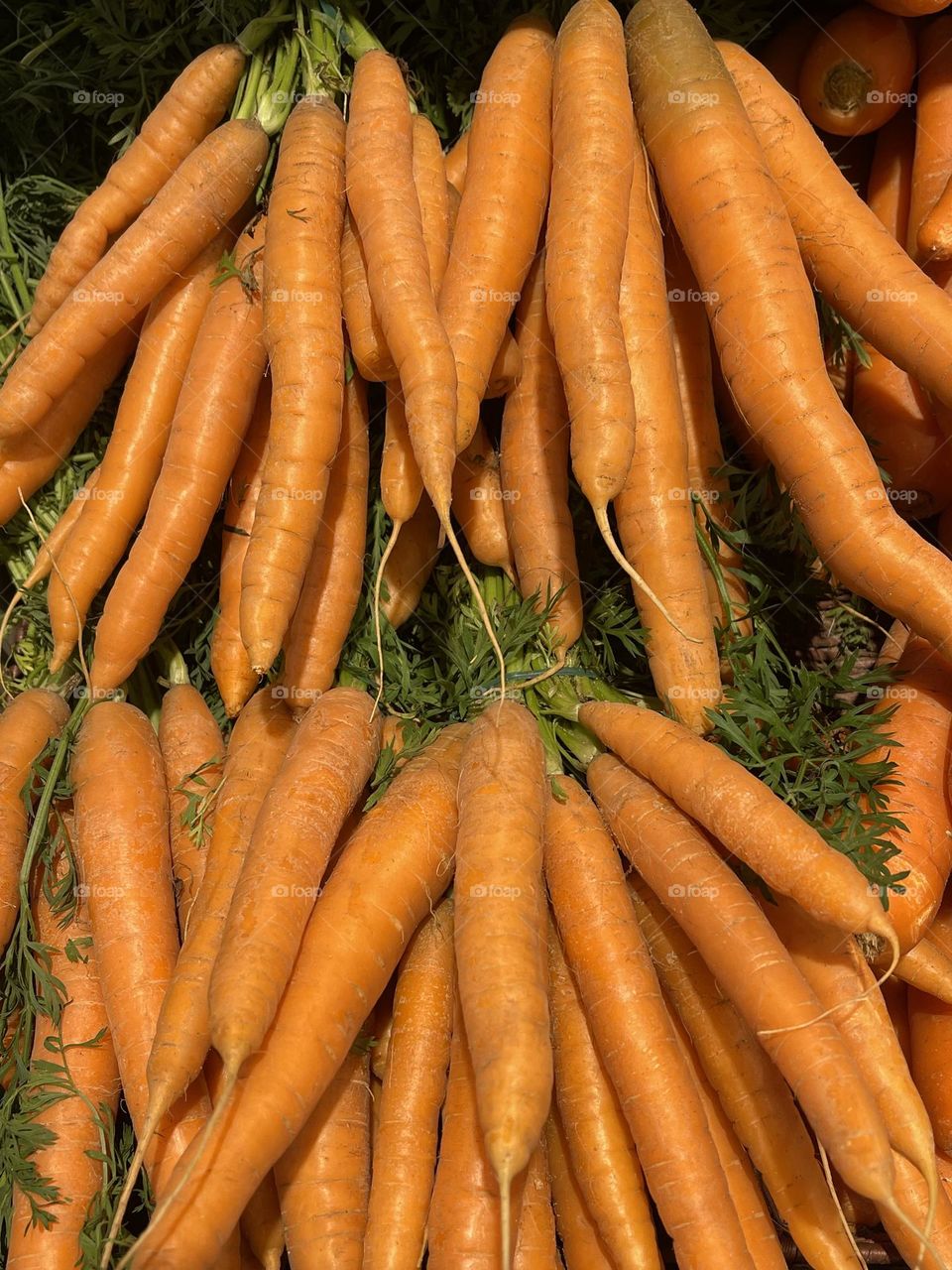 Freshly harvested bunches of organic orange carrots, carrots market stand, carrots cultivation, healthy vegan eating, orange vegetables
