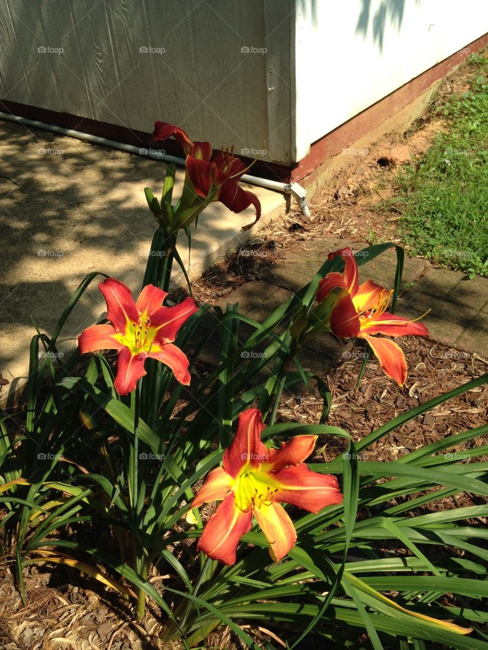 Daylily garden