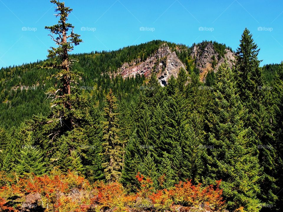 Bright red, orange, and yellow foliage on a rocky hill in the forests of western Oregon on a sunny fall day. 