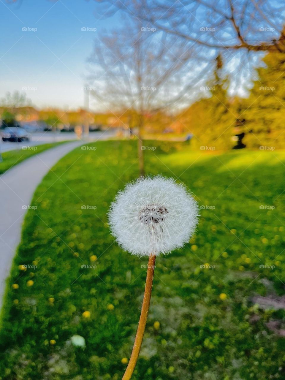 Dandelion ⭐️
