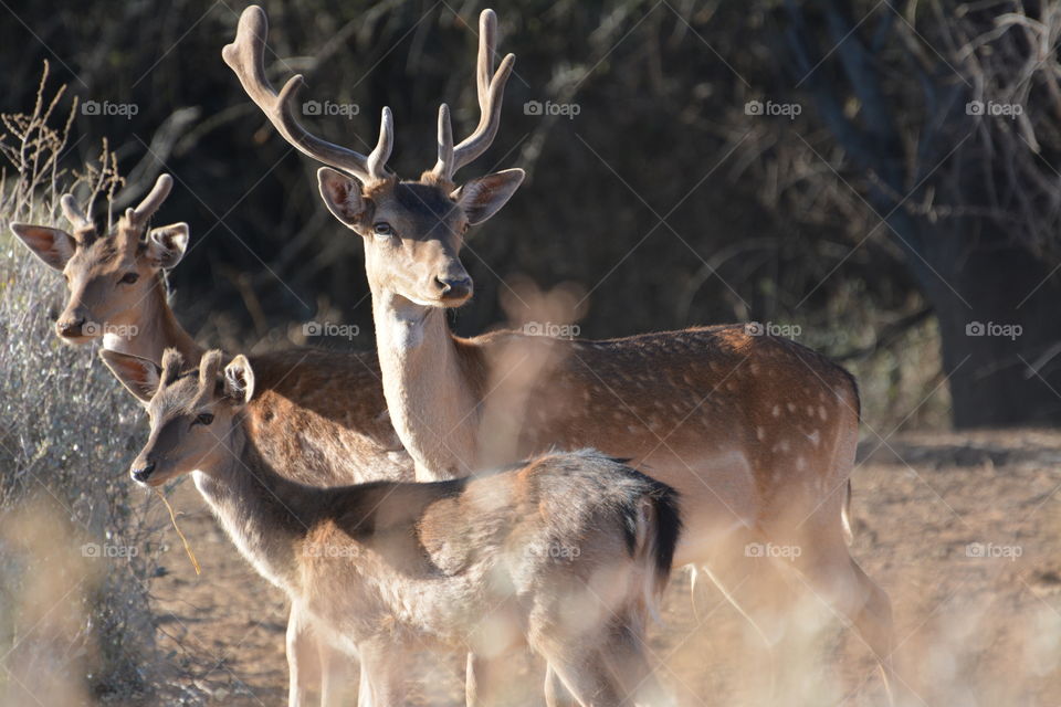 Reindeer in the wild