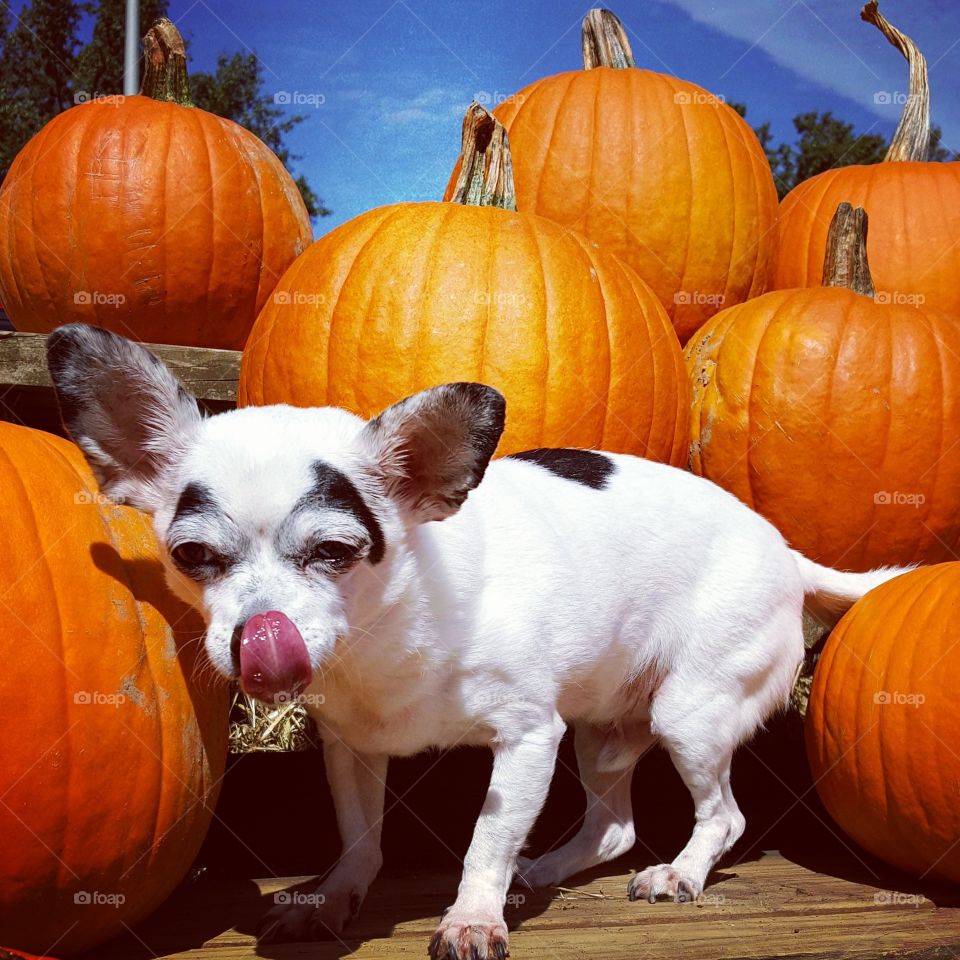 Pumpkin, Halloween, Thanksgiving, Fall, Gourd