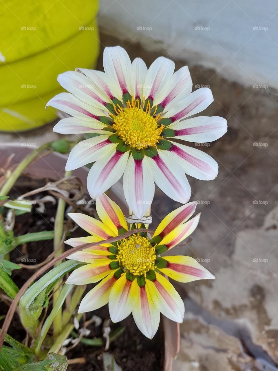 flora are the natural beauty of the world