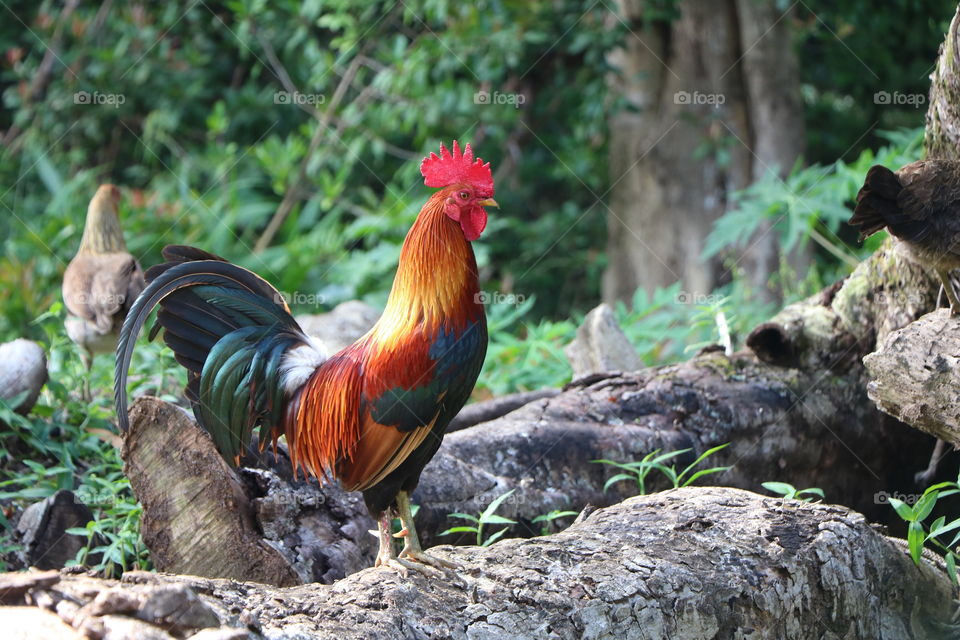 Wild rooster and chicken wandering in the forest