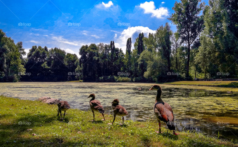 Ducks and ducklings lined in a row at a natural park. Photo taken with my 12 megapixels phone