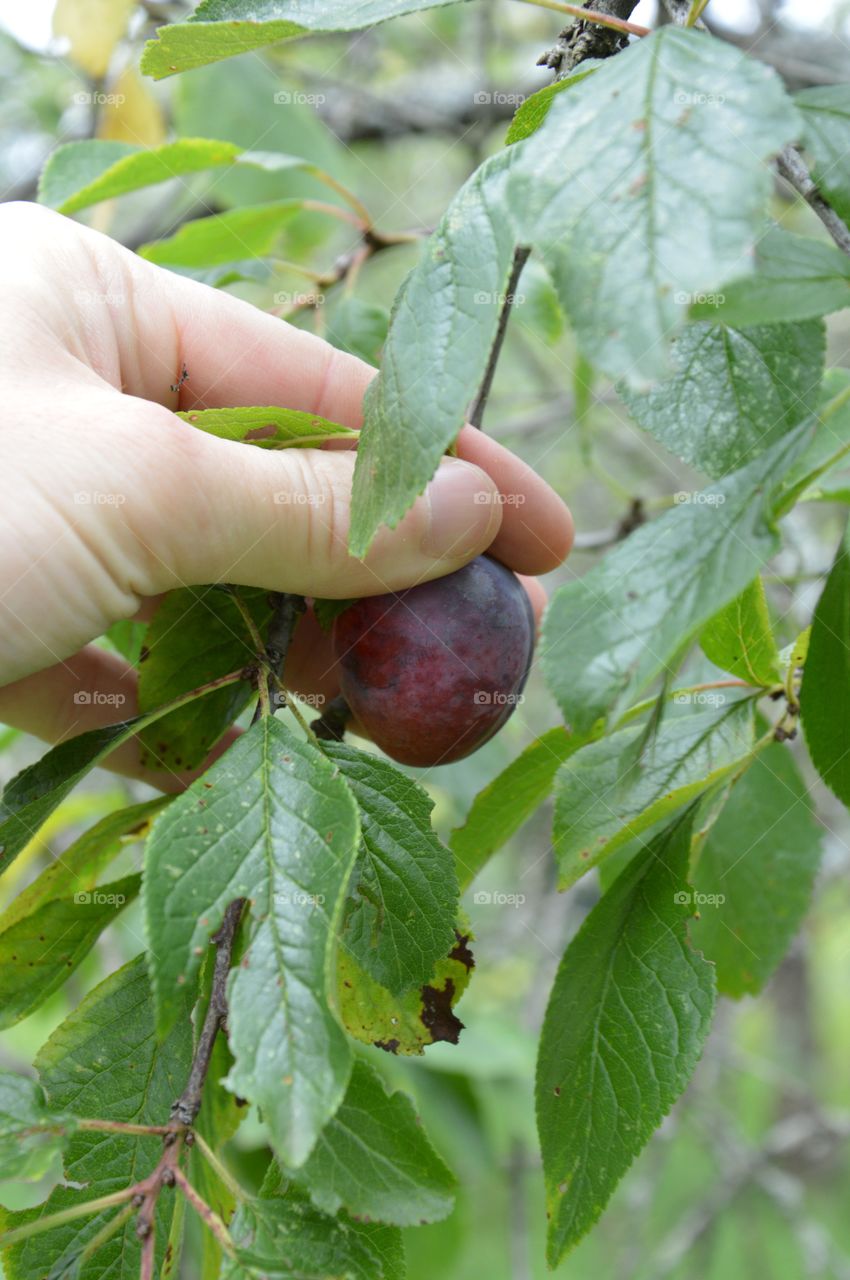 plum on tree