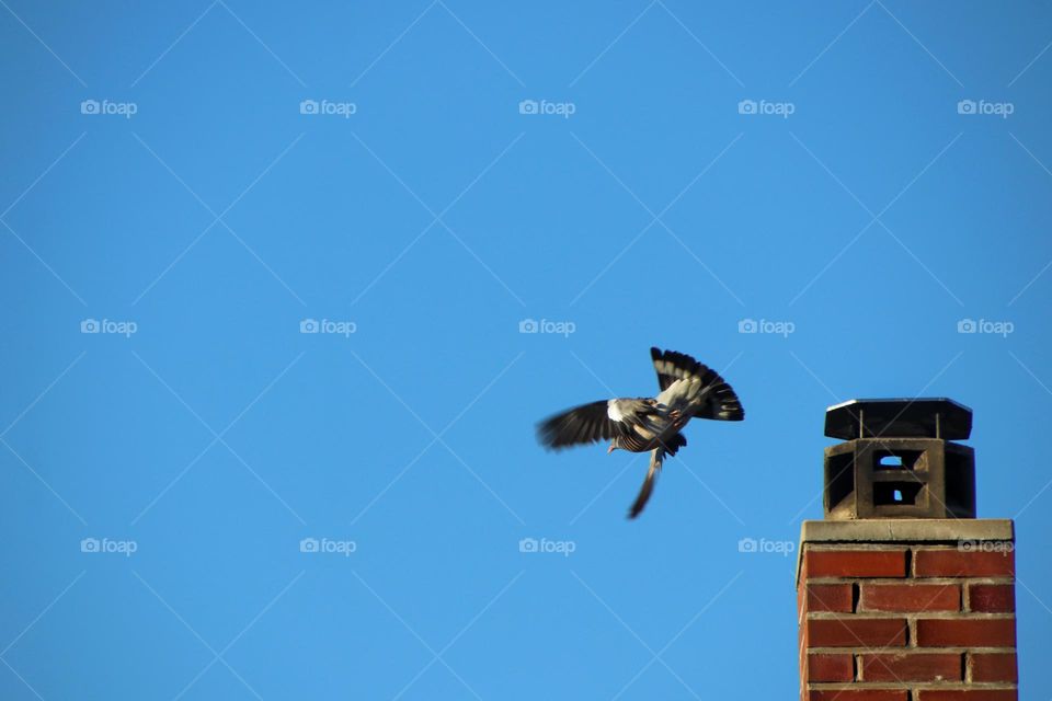 Long shot of a wood pigeon flying away from a chimney 