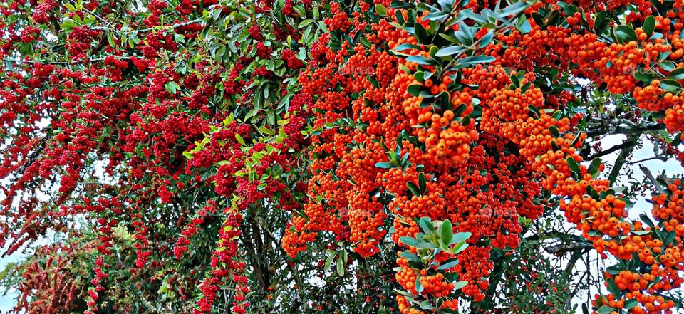 Autumn curtain