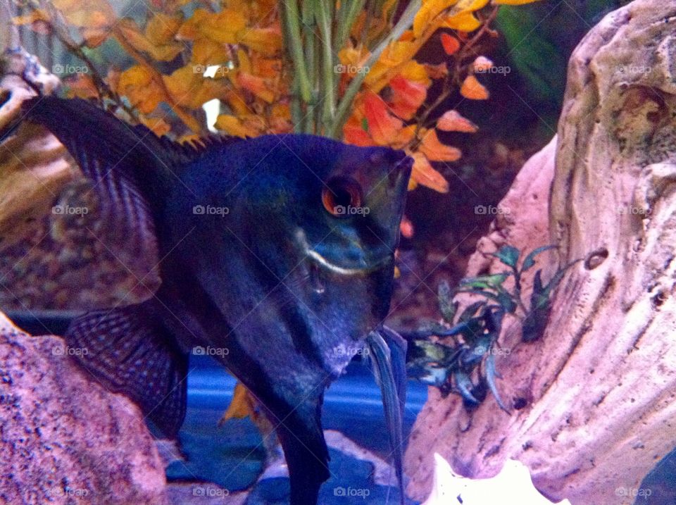 Angel fish 