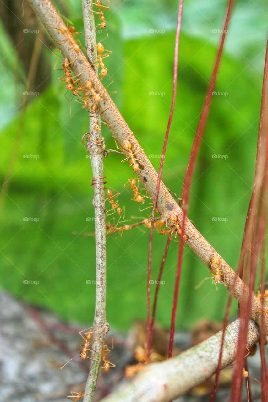 Important part of Nature