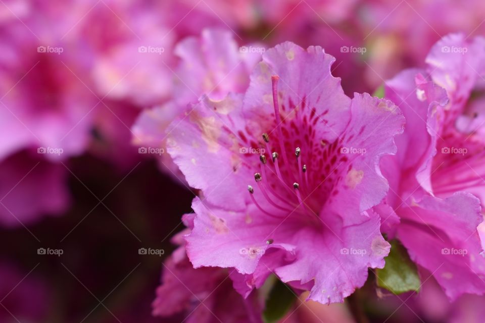 Pink Flower 