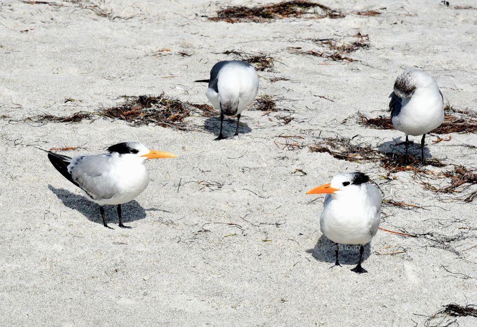 Hey!  We’re Trying to Sleep Over Here!
