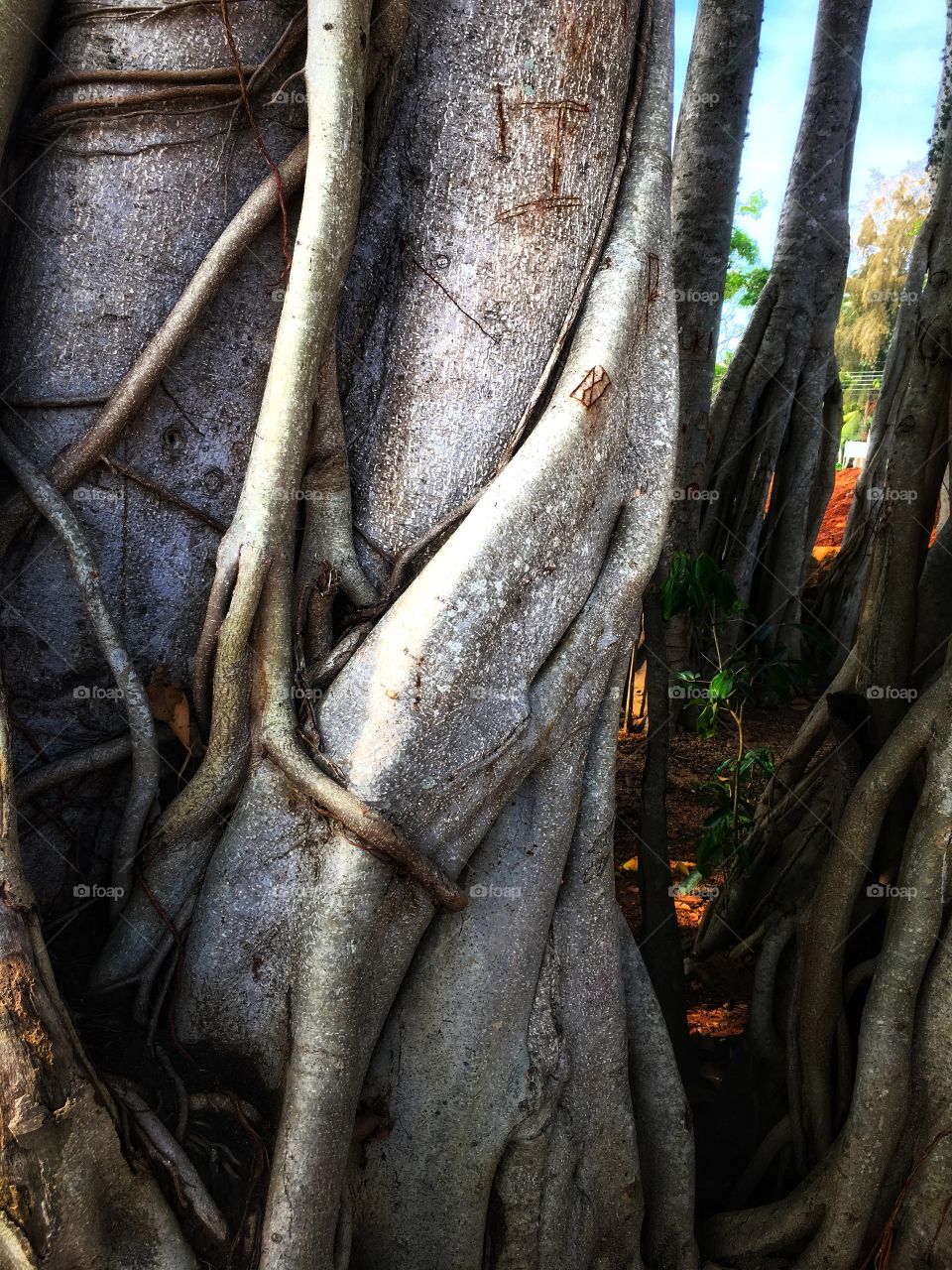 Roots of a large tree