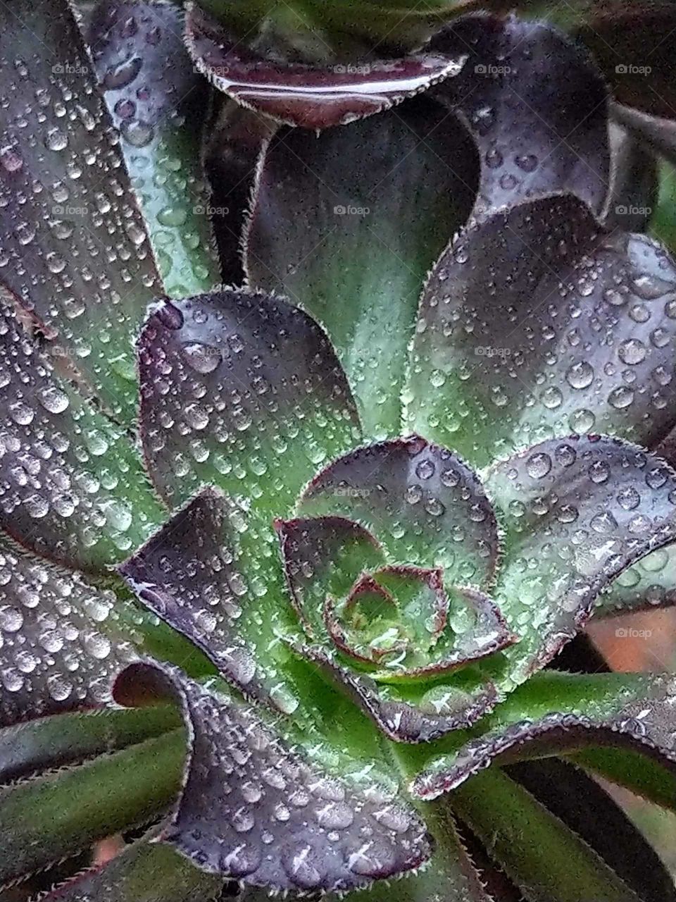 a succulent plant in raining day.