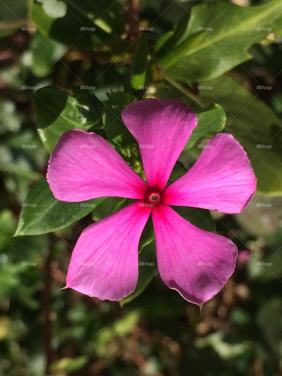 Flowers. The bright lovely 🥰 flowers representing the spring. The bright purple bloom of the nature in spring. 
