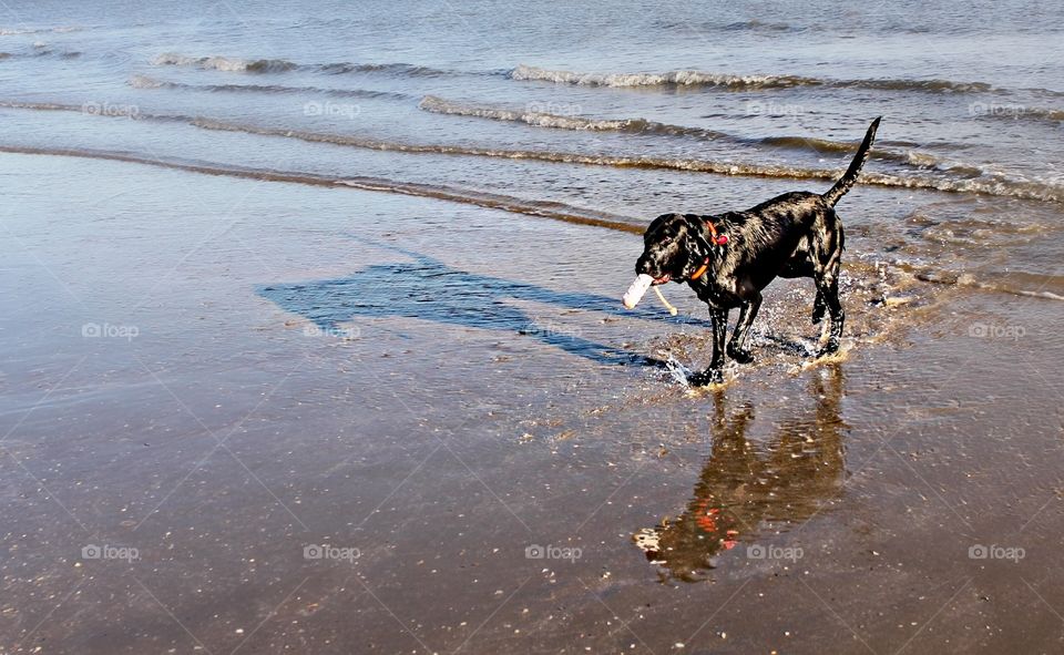 Close-up of dog on beach