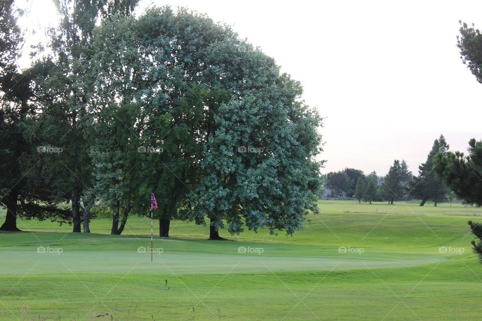 Golf, Landscape, Tree, Grass, Putt