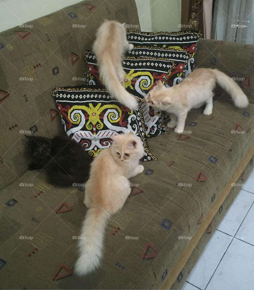 My Cats, 2nd Generation