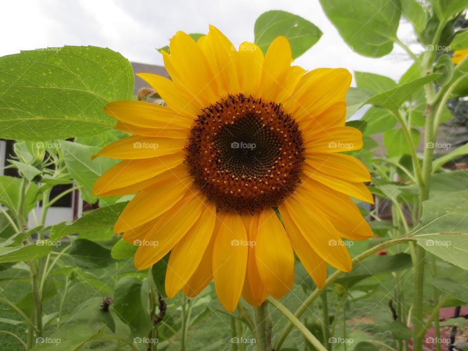 Sunflowers 