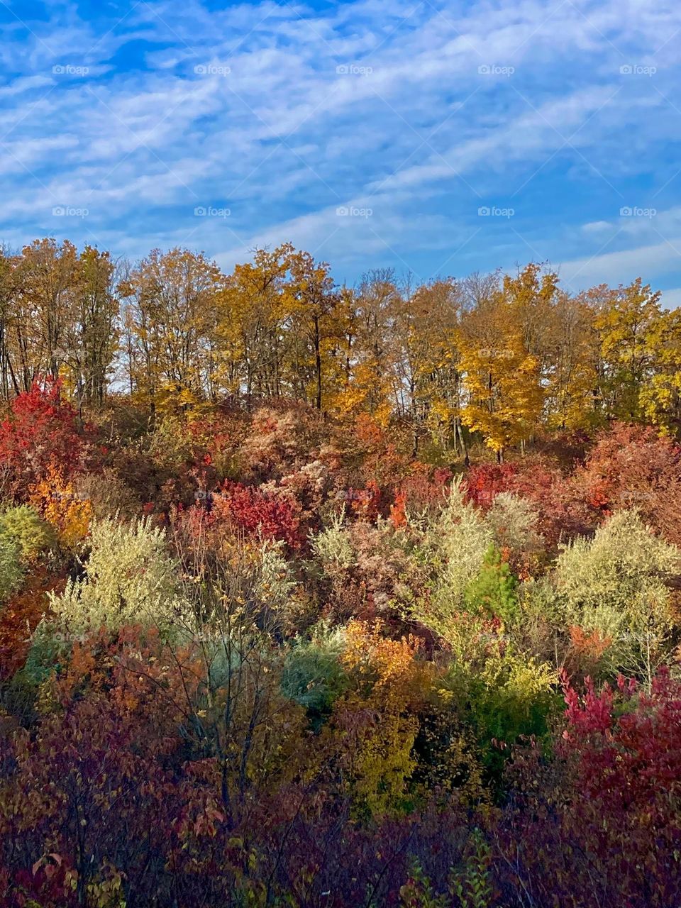 Colored autumn forest 