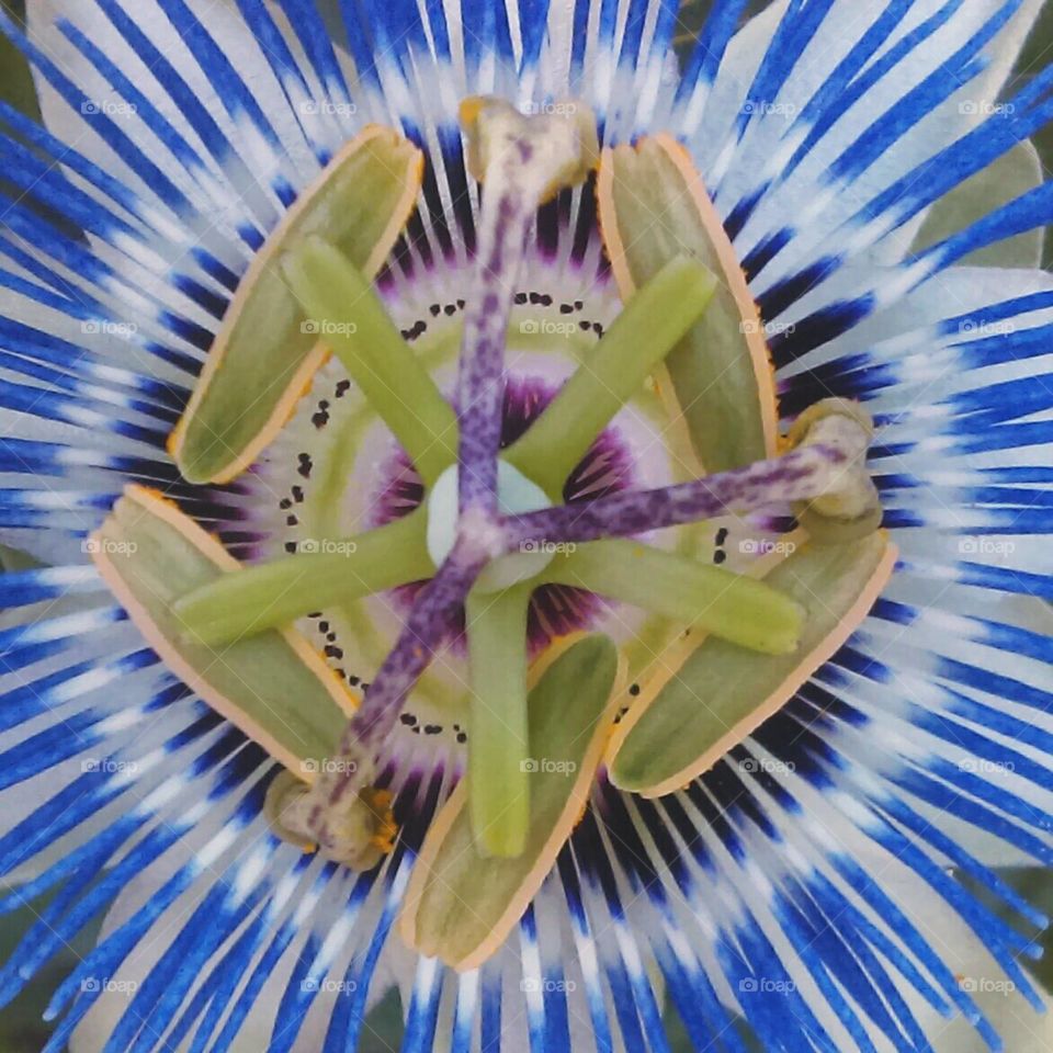 Passion flower closeup