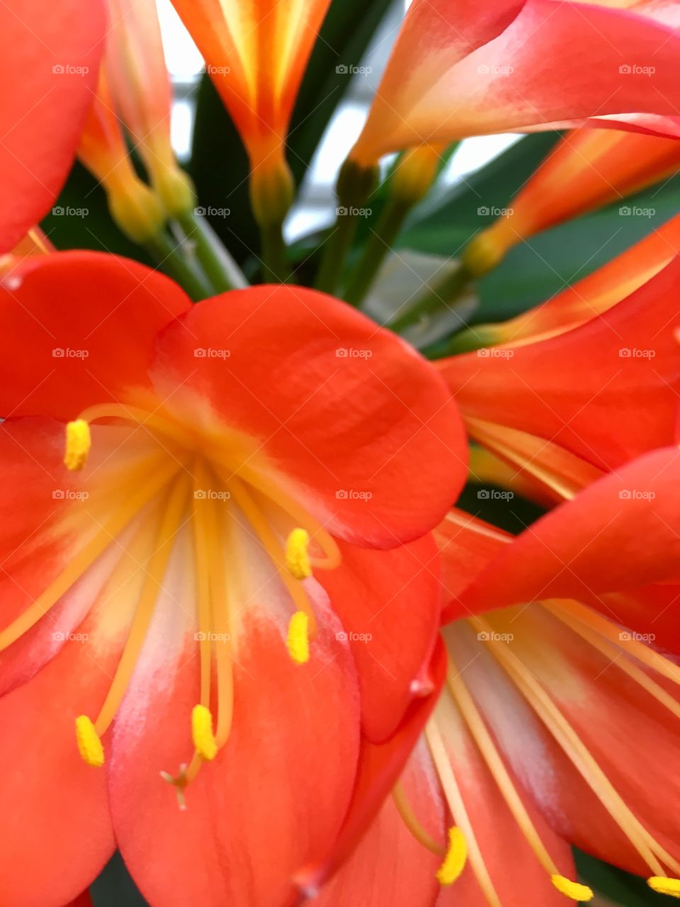 Beautiful bright orange flowers - spring is in the air. Blooming marvellous. Sunnier days are ahead. 