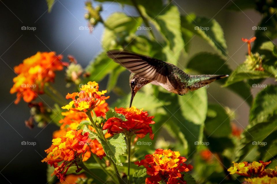 Hummingbird is hovering over the bright flower