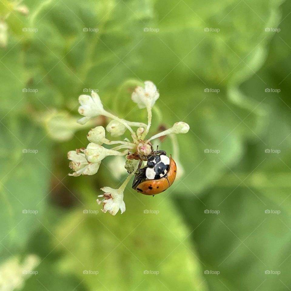 Delicate Ladybug…