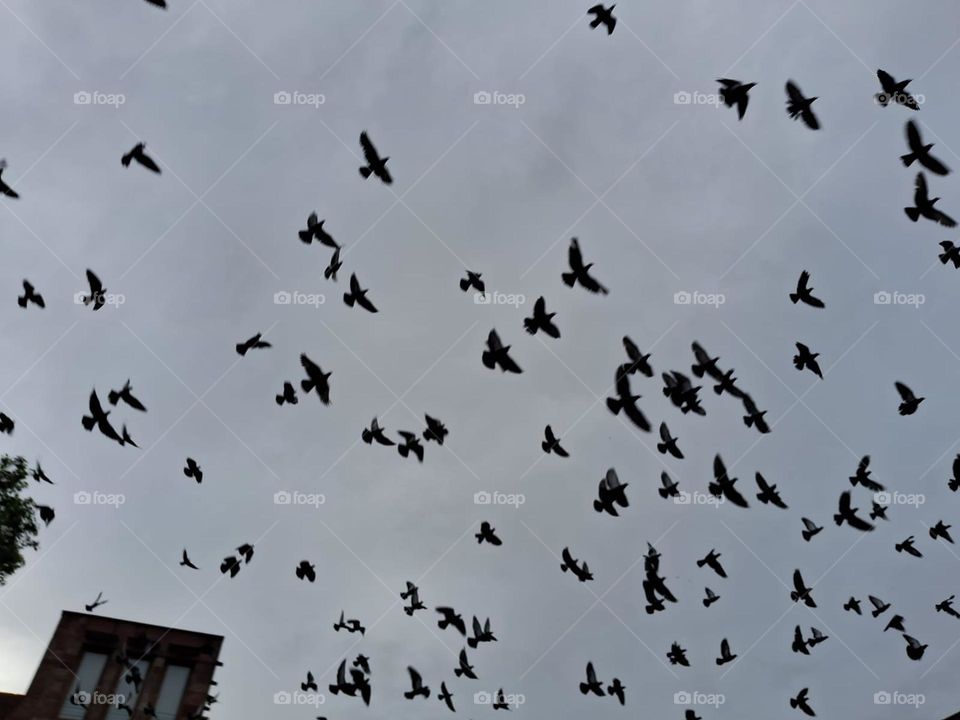 Sky@@ BIRDS## ENJOY££