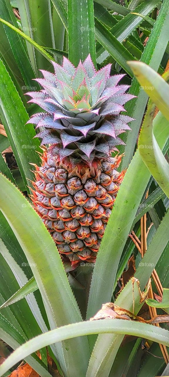 a real pineapple