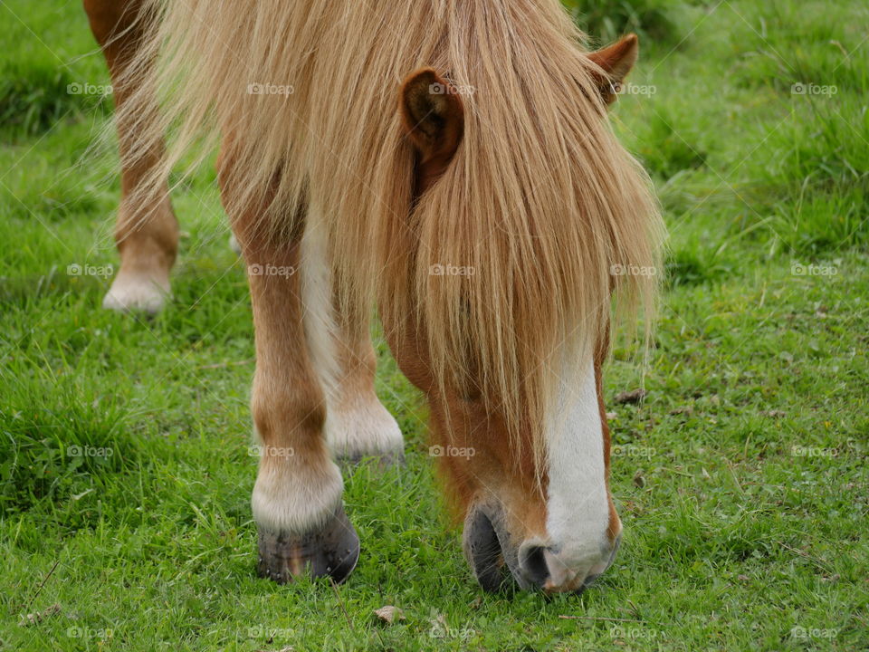 Horse grazing