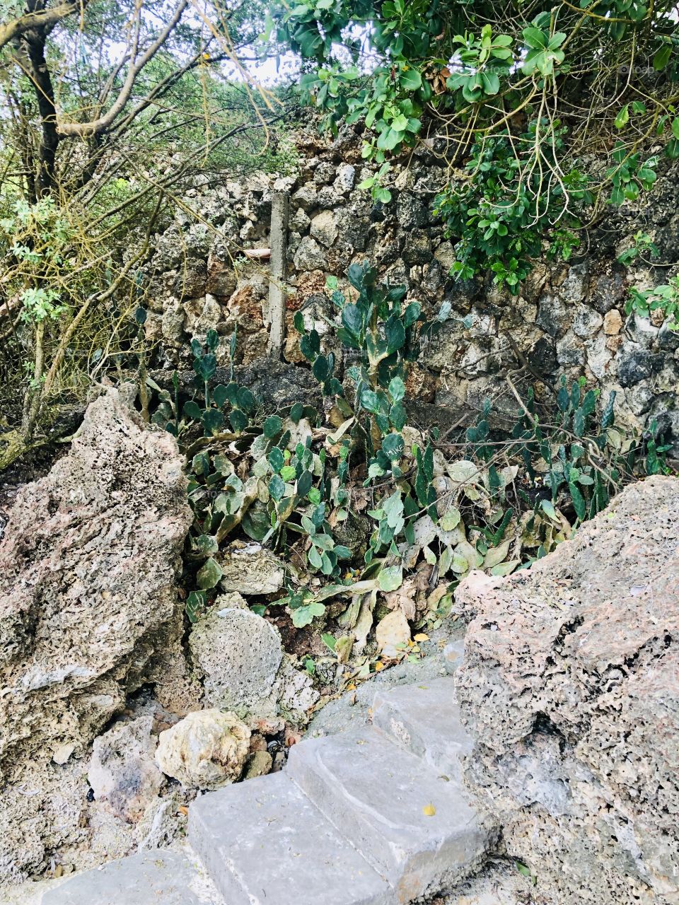 Green on rocks