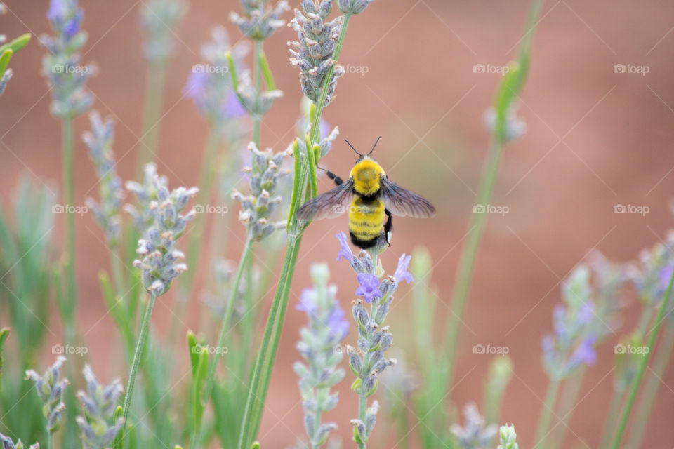 A bee flying around the lavender plants 
