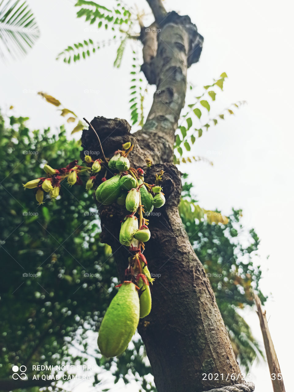 Bilimbi fruit