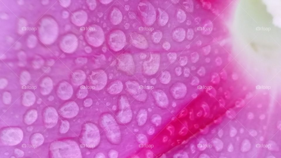 Raindrops on Morning Glory