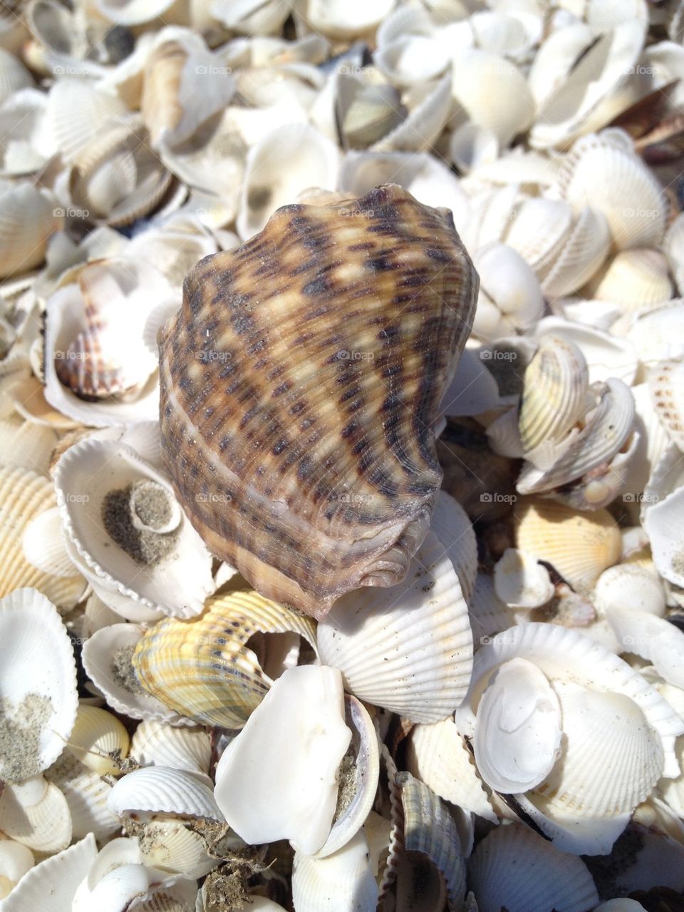 seashell