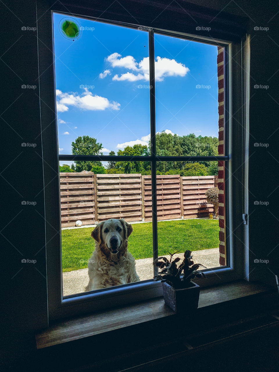 dog Window