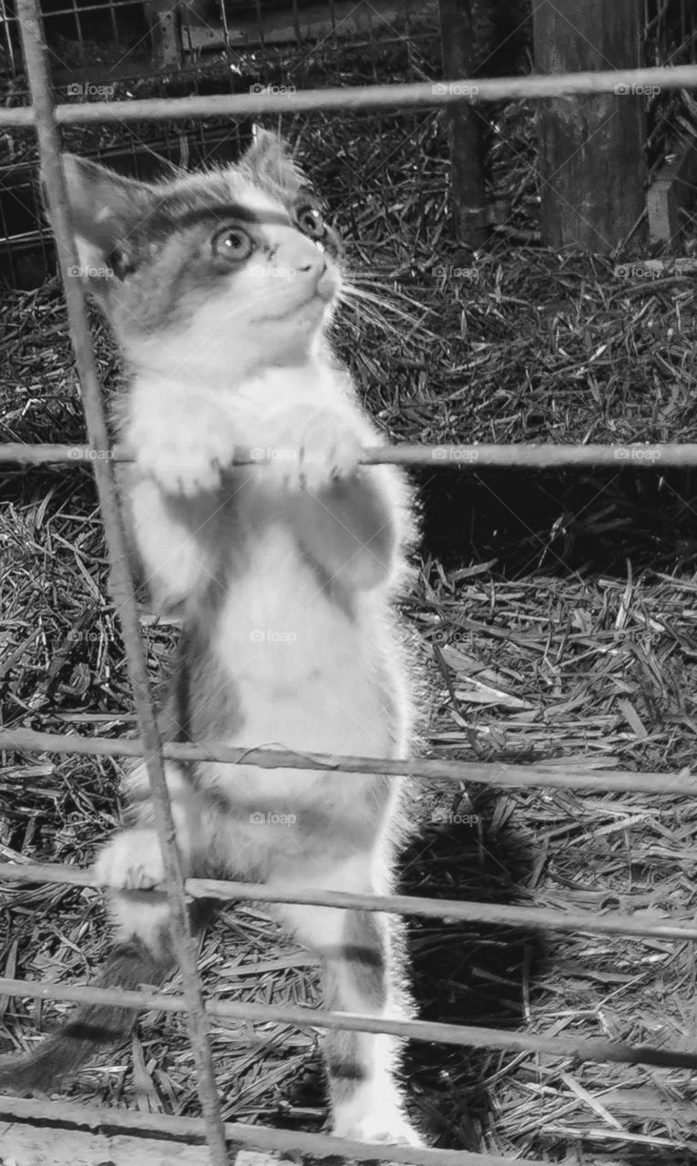 Barn Kitten poses on Cattle panel gate pretending to be innocent. black and white