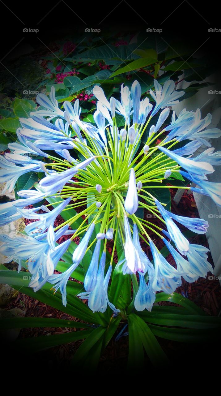 Beautiful Agapanthus flower in mid bloom