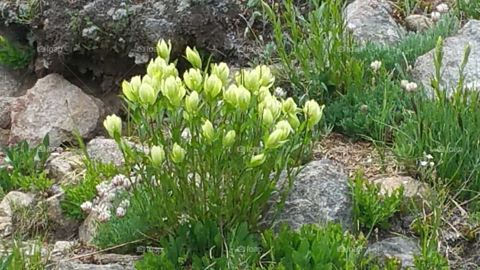 beautiful bunch of (wildflowers