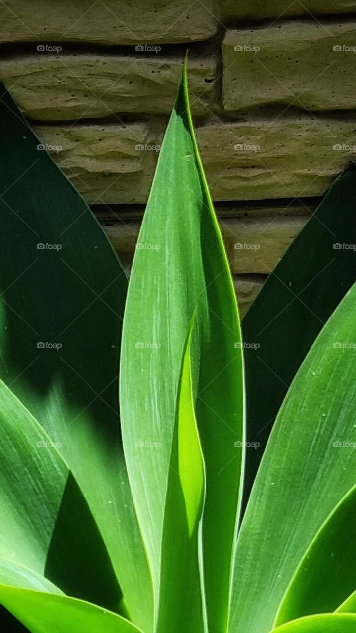 beautiful green plant in the morning sun