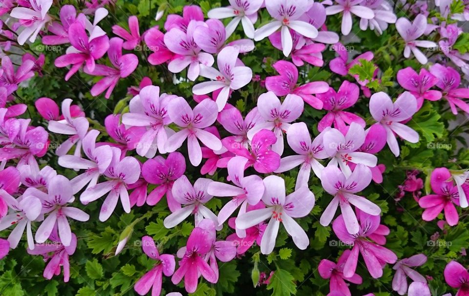 Beautiful ping geraniums flower