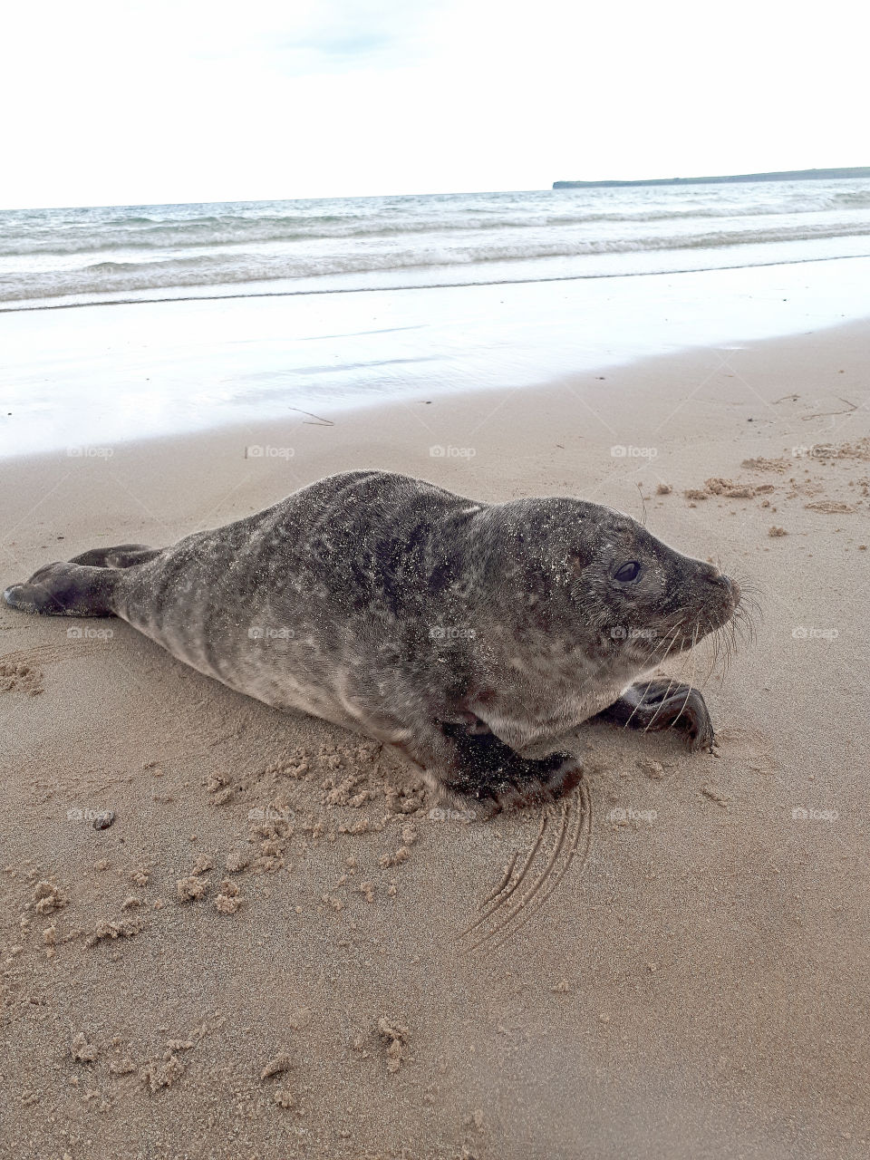 Seal Pup found on Beach, Highlands of Scotland