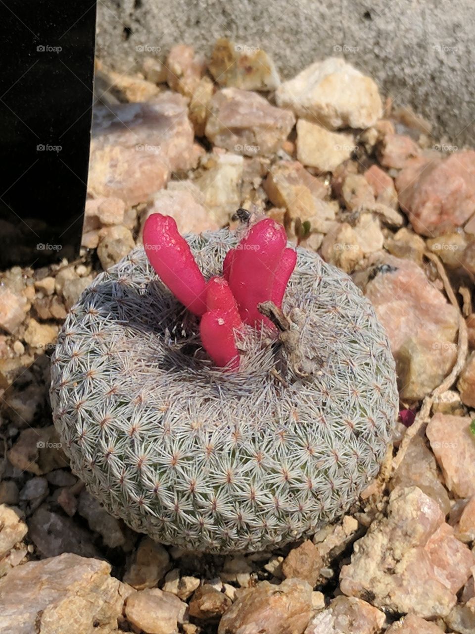 cute button cactus
